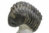 Drotops Trilobite With Good Eyes - Mrakib, Morocco #171550-1